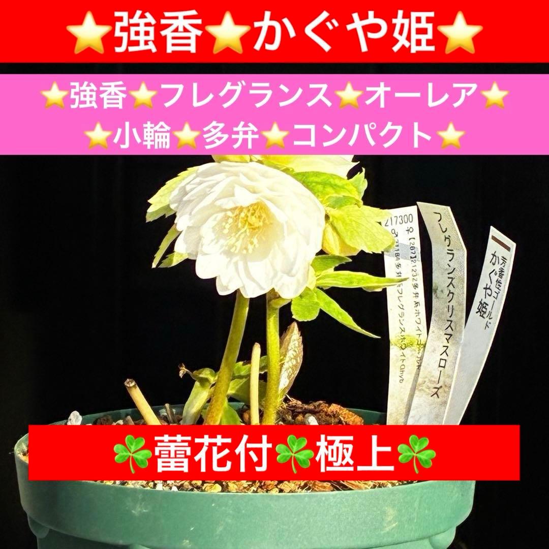 u*0様 3503☘️蕾花付☘️極上☘️強香￼⭐️かぐや姫⭐️￼フレグランス⭐️