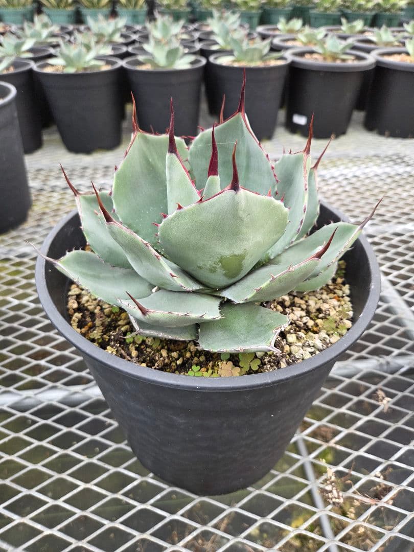 コジマウス　パリートランカータ