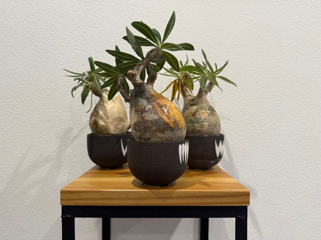 塊根植物 パキポディウム・グラキリス　VALIEM 鉢セット　バリエム