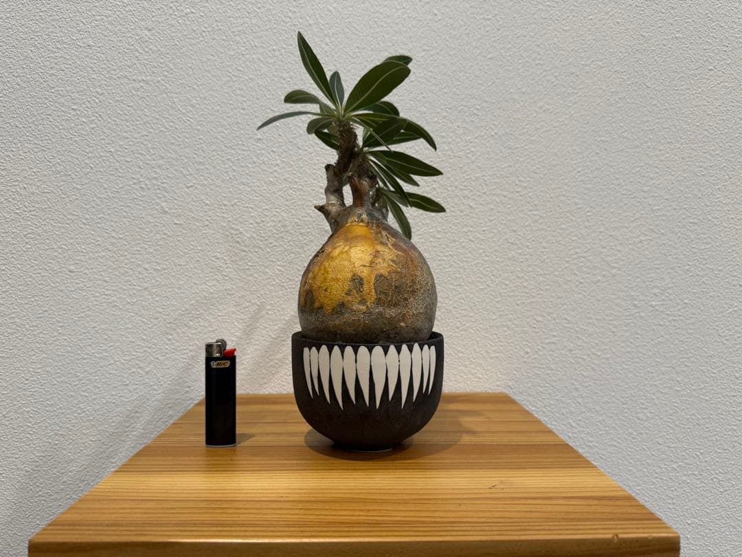 塊根植物 パキポディウム・グラキリス　VALIEM 鉢セット　バリエム