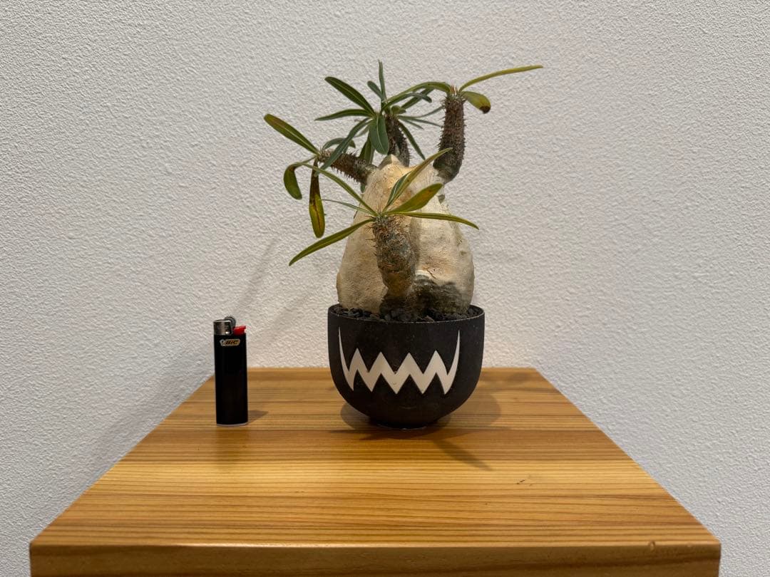 塊根植物 パキポディウム・グラキリス　VALIEM 鉢セット　バリエム